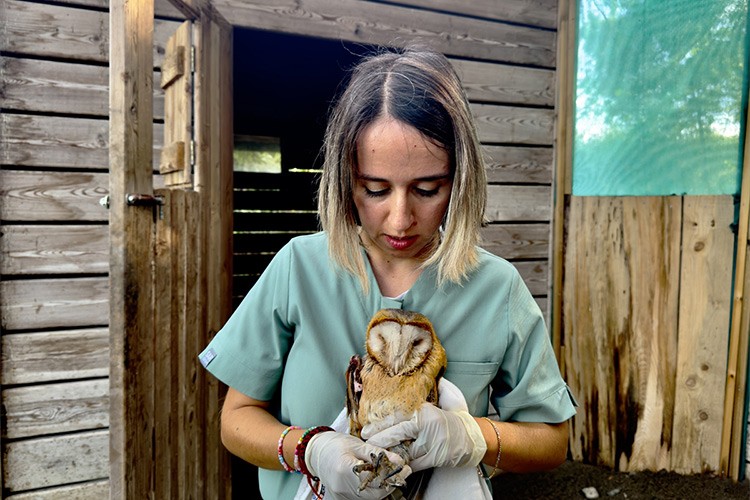 Tedavi edilen peçeli baykuşlar doğaya bırakılıyor