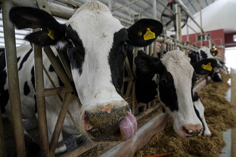 Süt üretiminin lideri İzmir 2 milyon tona ulaşmayı hedefliyor