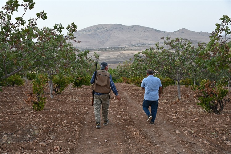 Batman'da üreticiler ürünlerini domuzlardan korumak için nöbette