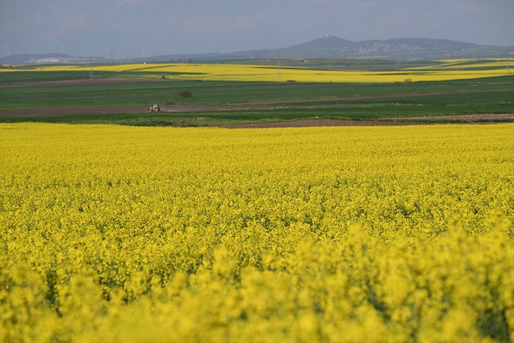 Alternatif ürün kanola çiftçinin yüzünü güldürdü