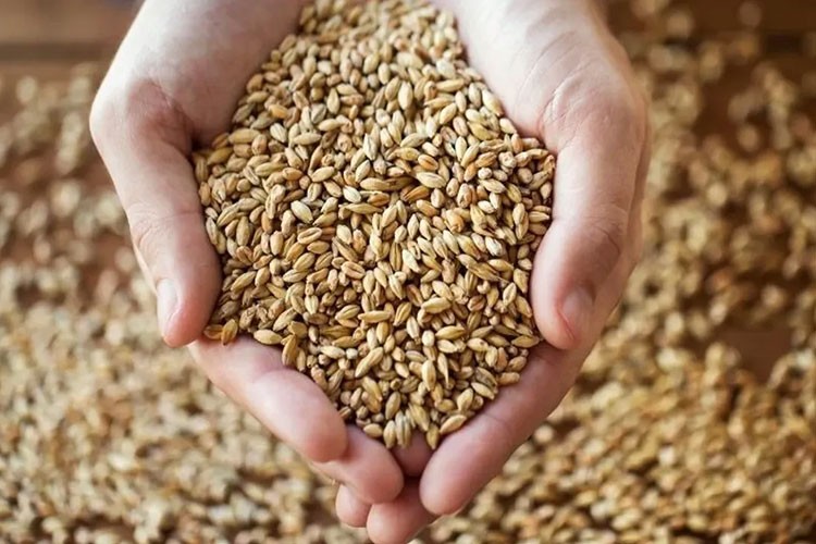 TİGEM 4,1 milyon kilogram buğday satacak