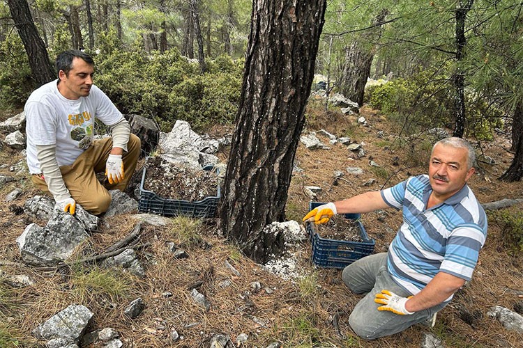 "Basralı çam alanları' bal hasadını artıracak