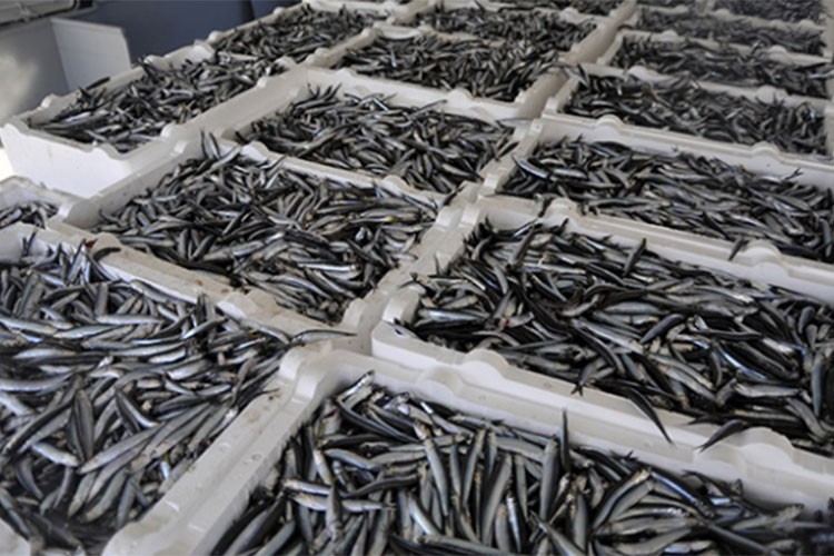 Türkiye'nin 11 aylık hamsi ihracatı 13,5 milyon doları aştı