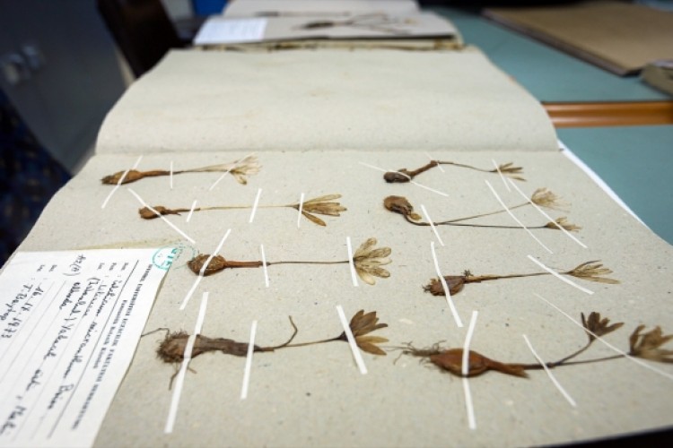 Erzincan'daki "herbaryum" araştırmacılara rehber oluyor