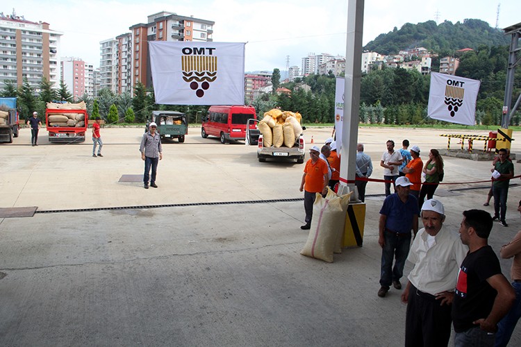 Fındık alımı başladı