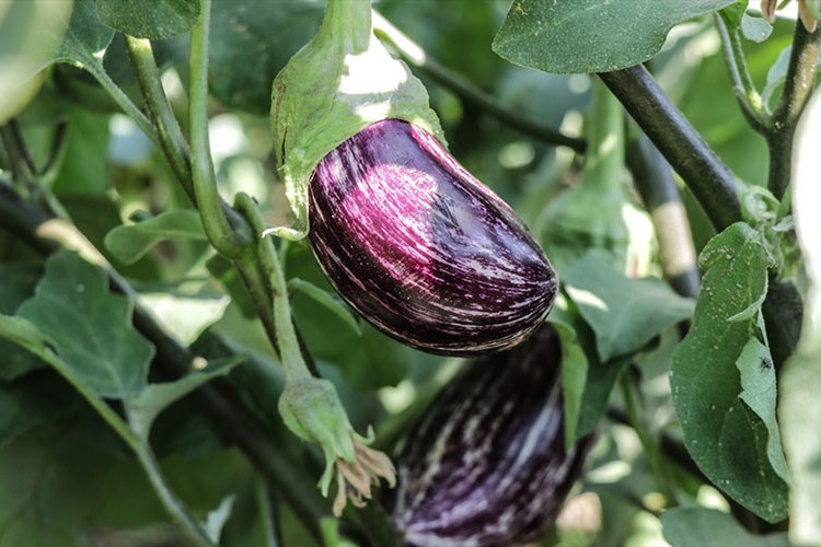 "Pijamalı patlıcan"ın üretimi yaygınlaşıyor