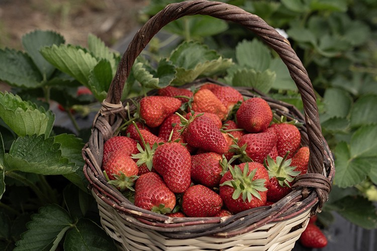 Hasadı geciken Emiralem çileğinde verim arttı