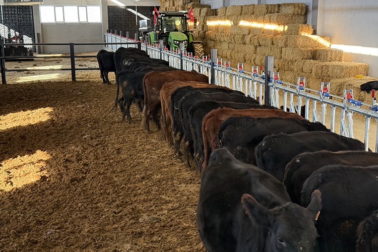 Üreticiye 26 damızlık gebe düve verildi