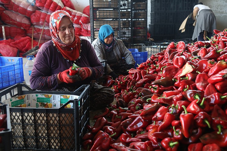 Kapya biber AB ülkelerinin sofralarına gidiyor
