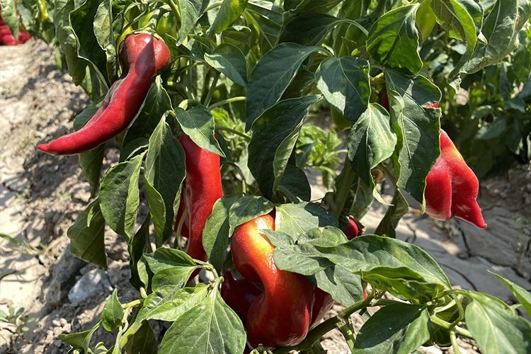 Kapya biberde 61 bin ton rekolte bekleniyor