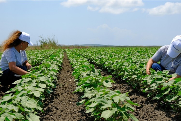 Çevreci tarımdan elde edilecek pamuk kıyafet üretiminde kullanılacak