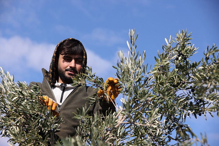 Antep fıstığı hasadını tamamlayan çiftçiler zeytin mesaisinde