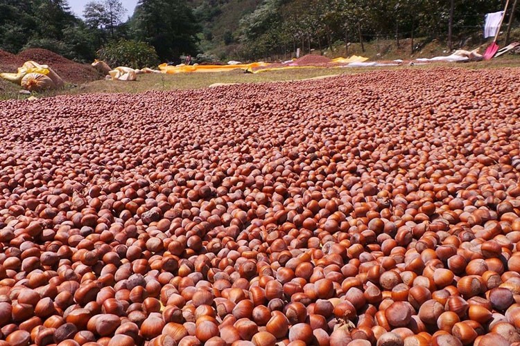 Fındık ihracatından 8 ayda 1,9 milyar doları aşkın gelir sağladık