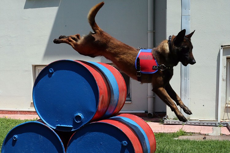 İz takipte jandarmanın en büyük yardımcısı hassas burun "Tank"