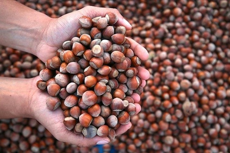 Borsada 179 bin tonu aşkın fındık işlem gördü