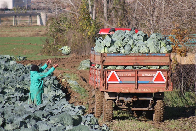 Bafra Ovası'nda 140 bin ton kelem rekoltesi bekleniyor
