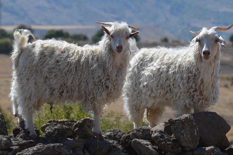 Tiftik, sözleşmeli üretim kapsamına alındı