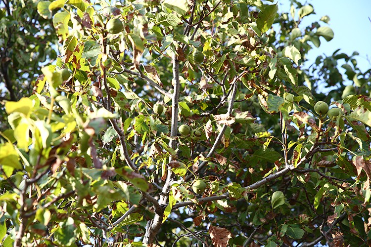 Şebin cevizinde hasat başladı