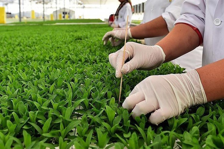 Bitkisel üretim desteklerine ilişkin usul ve esaslar belirlendi