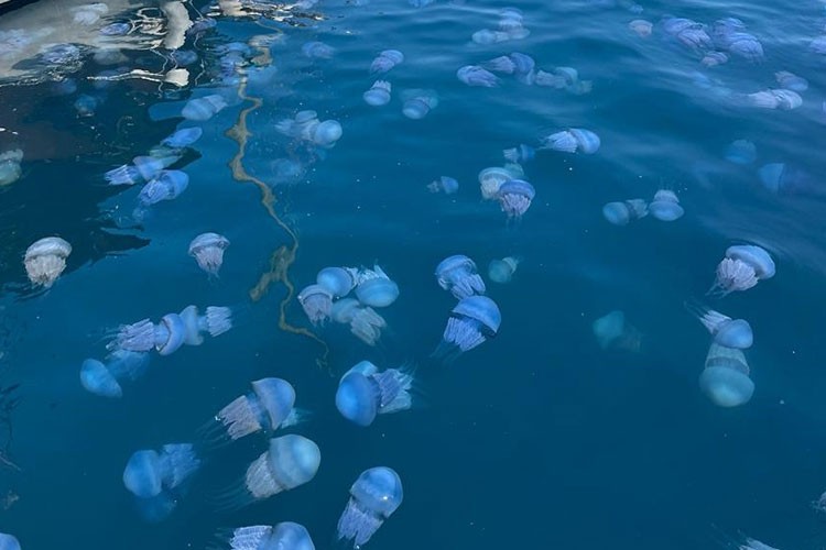 İzmir Körfezi'nde deniz anası yoğunluğu yaşanıyor