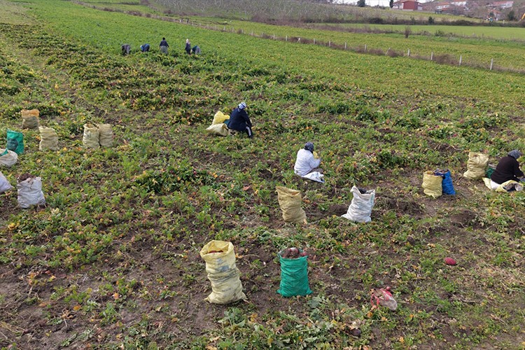 Bedeş turpu hasadı sürüyor