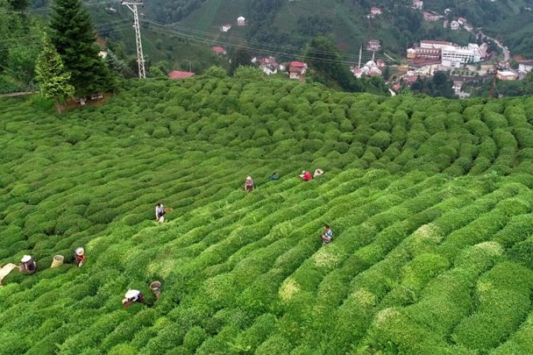 Çay ihracatı 2 ayda 6 milyon doları aştı