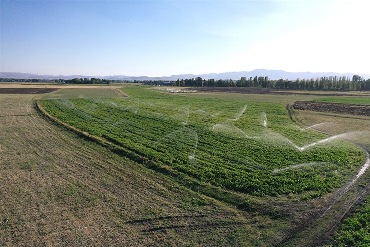 Yazıcı Barajı sayesinde tarımda verim ve çeşitlilik artıyor