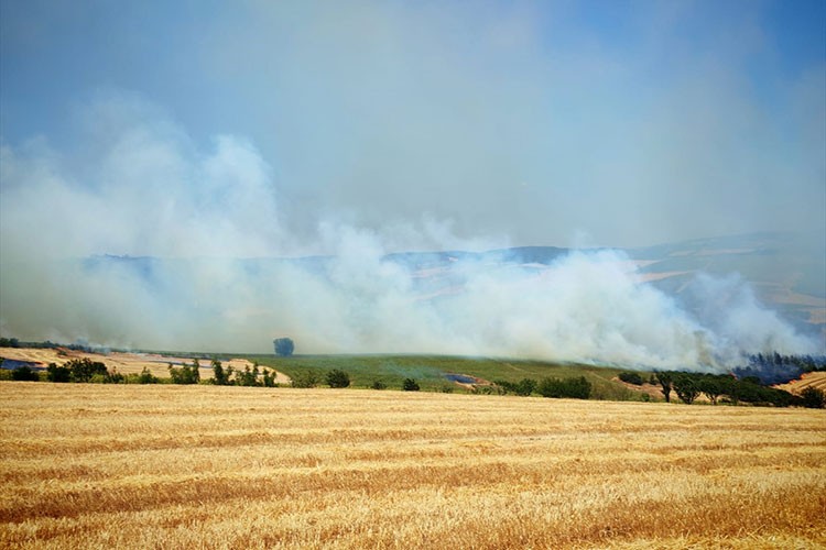 Tekirdağ'da anız yangını ormana sıçradı