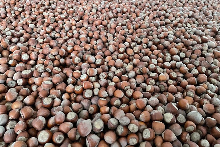 Trabzon'dan üç ayda 169 milyon dolarlık fındık ihraç edildi