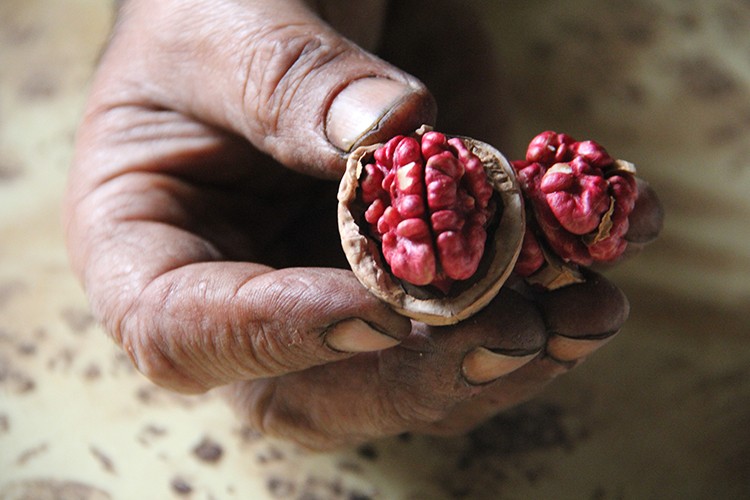 Tekirdağ'da 3 bin 500 ton ceviz rekoltesi bekleniyor