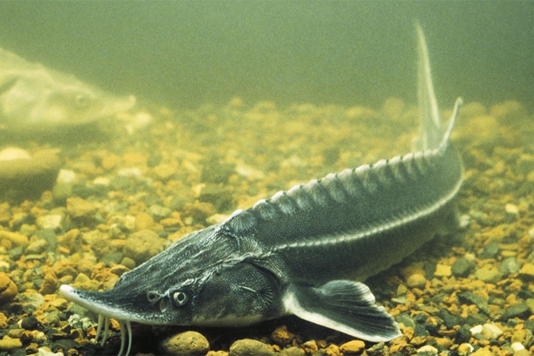 Balıkçılara "Mersin balığını üretin, havyarını ihraç edin" çağrısı