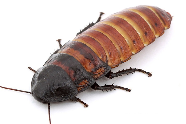 Tanesi 10 liraya satılıyor