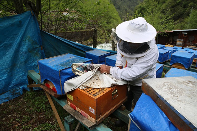 Rize'de Ayder balında üretim 2 tona ulaştı