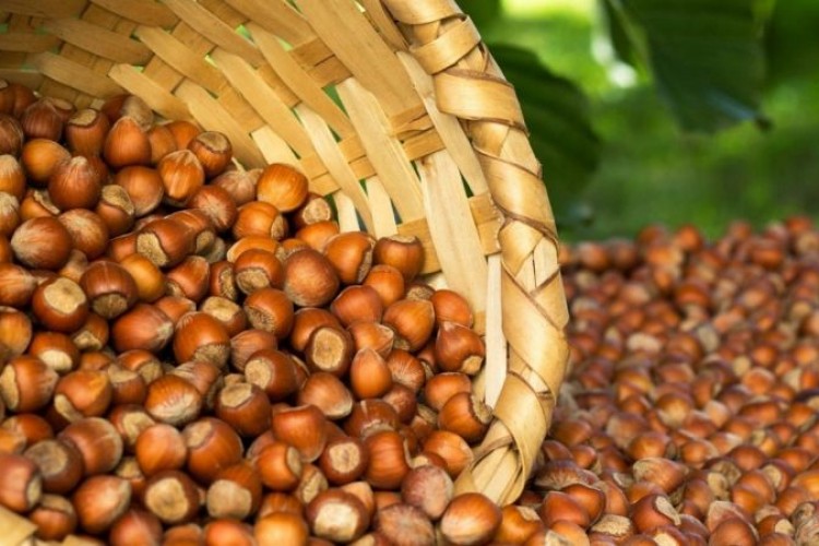 Borsada 621 bin tonun üzerinde fındık işlem gördü