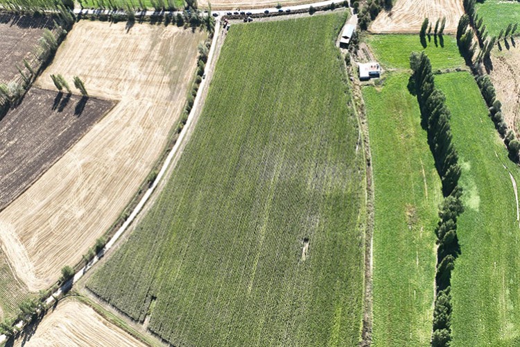 Silajlık mısırda yüksek rekolte bekleniyor