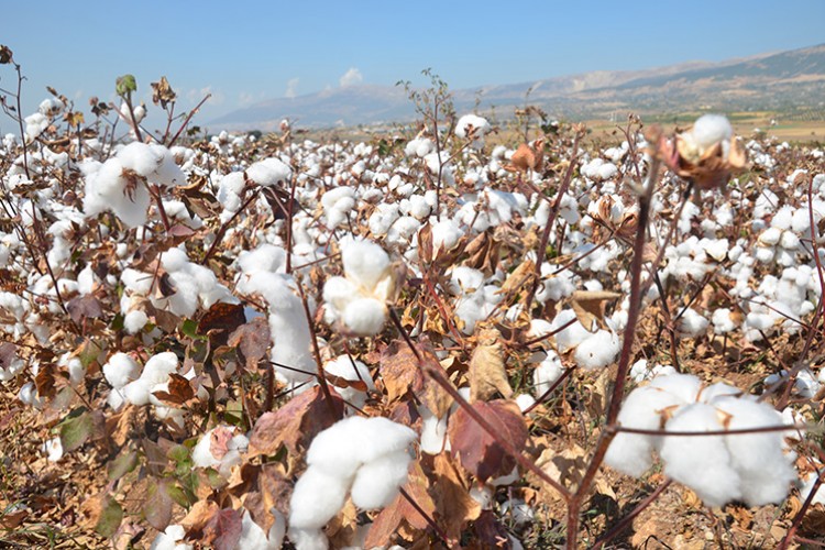 Kahramanmaraş'ta pamuk verimiyle üreticileri sevindiriyor