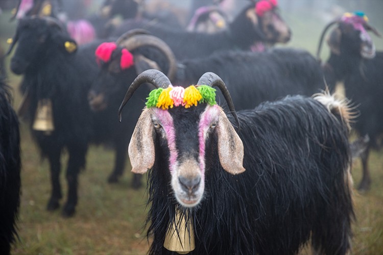 Rengarenk süsledikleri hayvanlarıyla yaylaya göç etti