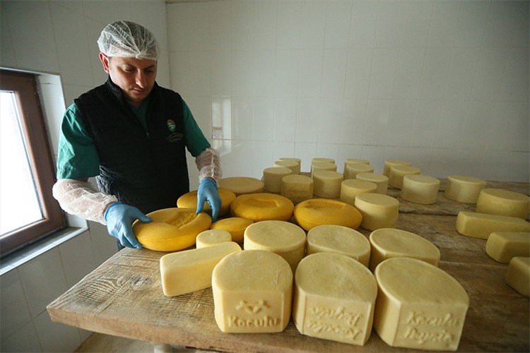 Kars'ta yılda 680 bin ton süt işleniyor