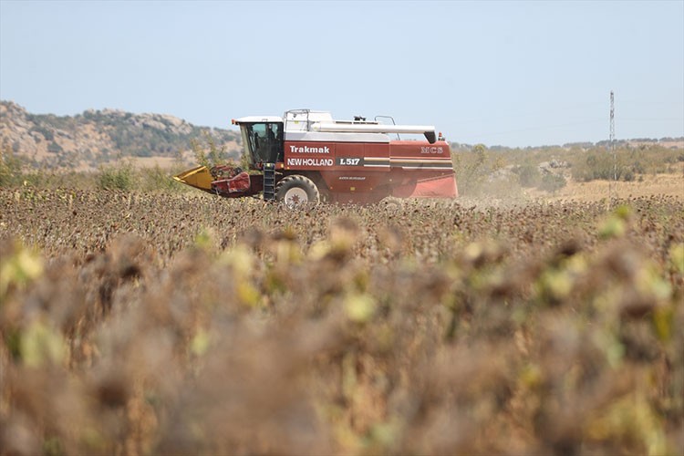 Trakya'da ayçiçeği hasadı erken başladı