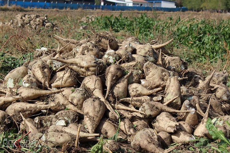 Pancar alımı başladı