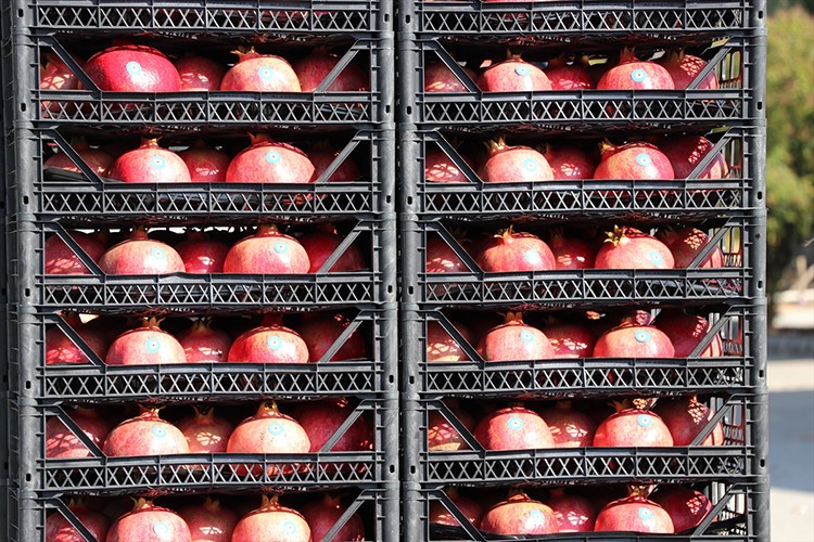 Denizli narının büyük bölümü ihraç ediliyor