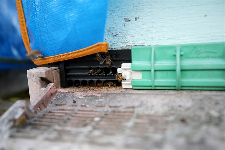 Yenice ıhlamur balını markalaştırma çalışmaları sürüyor