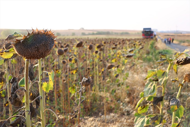 Ayçiçeği üreticileri, dış pazarda söz sahibi olmak istiyor
