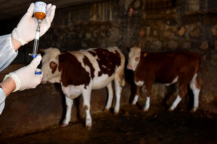 Kütahya'da şap hastalığı nedeniyle hayvan pazarları tedbir amaçlı kapatıld