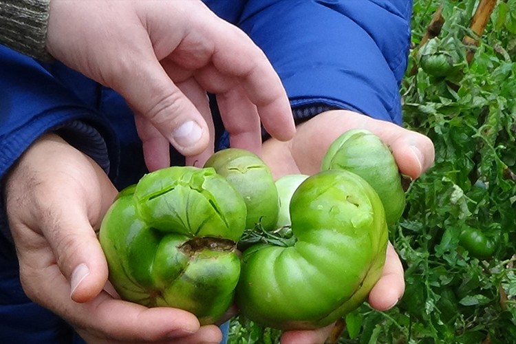 Mersin'de dolu, tarım ürünlerine zarar verdi