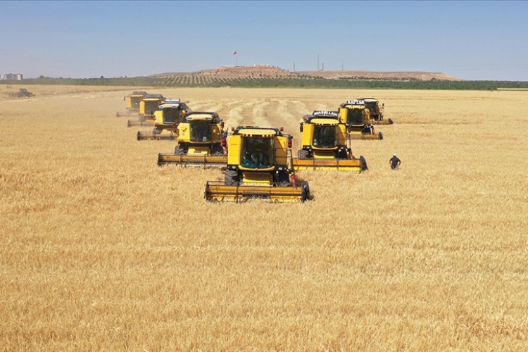 Ceylanpınar Tarım İşletmesinde hububat hasadı sürüyor
