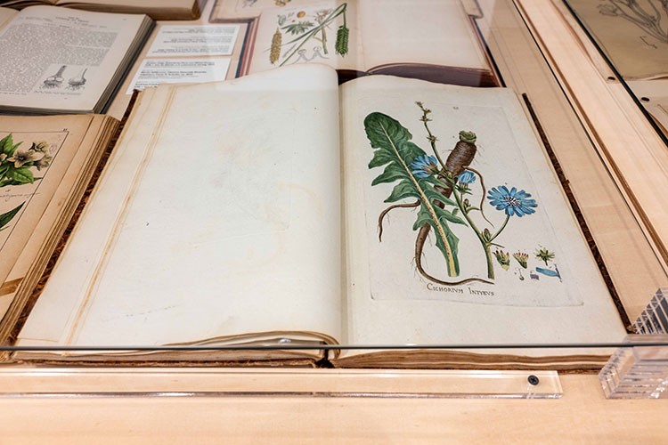 Anadolu'nun Bitki Mirası