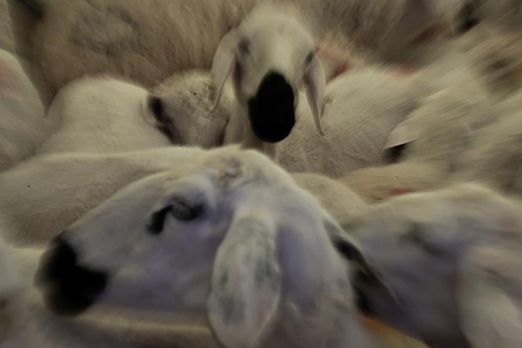 Vekalet yoluyla kurban kesim bedelleri belirlendi