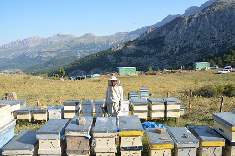 Kovanlar yaylalarda yerini aldı