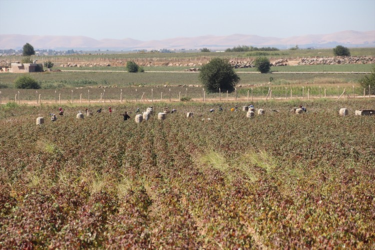 Şanlıurfa'da ekim alanı yüzde 55 artan pamukta hasat zamanı